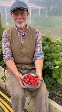 Free Strawberry Plants! (from runners) #growyourownfood #gardening