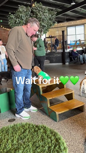 Tobys first dog park adventure 💚💚. He spots mama!!#tobyflynn #adventureswithToby #tobythebostonmaltipoo #toby2026 #stpatricks