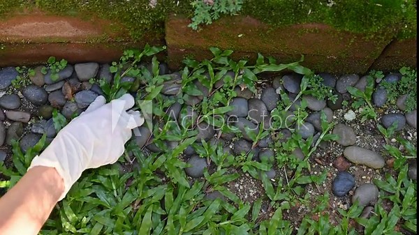 Gardener using hands for plucking grass and weeds in her garden. Plucking grass can be used to remove unwanted weeds or to collect grass clippings to use as mulch or fertilizer. Stock Video
