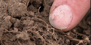 The Agronomists, Ep 149: SCN  and root rots of soybean with Albert Tenuta and Mario Tenuta