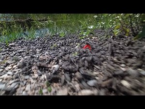 'It's just hopping' mass toad migration carpet B.C. shores