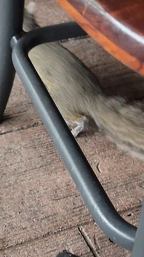 It's a Disney Squirrel! Don't mind him he is just looking for Chip & Dale 🤣 | Chip and Company