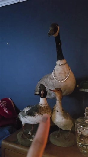 #shecrowe #birds #birdsarentreal #duck #🪿