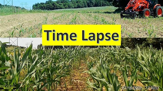 Corn Food Plot Time Lapse — Trail Cam on Southern Illinois Land
