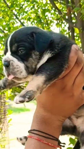American Bully puppy ready now 🐾 compact body bully 🔥 top quality puppy 📞 8810623046