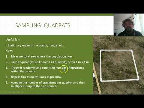 Unlocking the Secrets of Ecology: Mastering Sampling Techniques! 🌿🔍 | IB & AP Biology