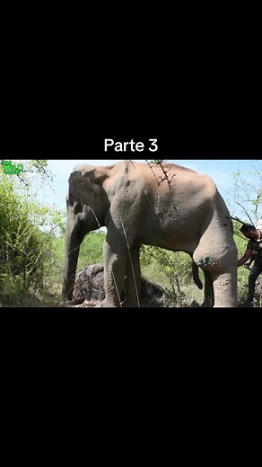 Elefante com tumor na perna: parte 3 das suas dificuldades