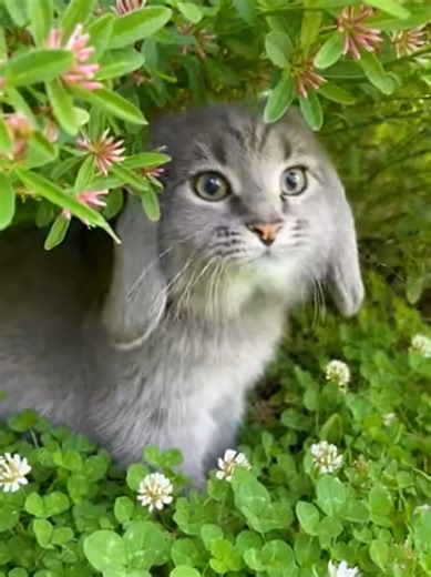 ¿Es un conejo o un gato?