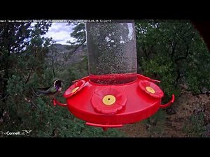 Quick Visit From Male Lucifer Hummingbird – May 15, 2018