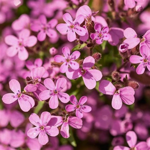 100  Rock Soapwort Seeds | Saponaria | Perennial Spreading Ground Cover | Non-gmo - Etsy