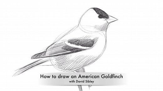 Can't get outside? Try drawing a bird instead. David Sibley is here to help you draw an American Goldfinch in this soothing video. | National Audubon Society