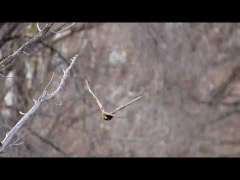 Stock Video - Red-tailed hawk flying through the wilderness in Utah