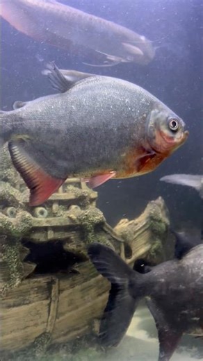 Pacu fish🐠| #pacufish #redpacufish #pacufishtank #pacufishcare #pacufishdiet #pacufishfood #shorts