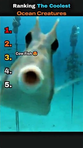 Ranking The Coolest Ocean Creatures 🐠