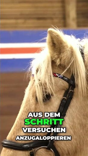 Horse training: From walk to canter in the open countryside – patience is key! #shorts