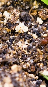 82K views · 800 reactions | Fire ants are native to South America and were introduced to the United States from Brazil between 1933 and 1945 #bravewilderness #wildlife #nature #fireants | Brave Wilderness | Facebook