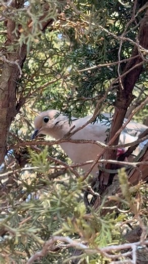 Sounds like spring to me! What bird is this? #shorts #birds
