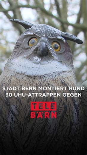 TeleBärn on Instagram: "Stadt Bern montiert rund 30 Uhu-Attrappen gegen Saatkrähen⁣ ⁣ Sie sind sehr kommunikativ und brüten auf Bäumen in der Stadt – die Saatkrähen. Die Zahl dieser Tiere ist im letzten Jahr stetig gestiegen. Wegen ihres Lärms und der Verschmutzung versucht die Stadt Bern schon seit längerem mit verschiedenen Massnahmen, die Tiere zu vertreiben, was aber mehrheitlich erfolglos ist. Nur etwas hilft, und das ist die Uhu-Attrappe. Über 30 Stück werden in diesen Tagen montiert.⁣ ⁣ 