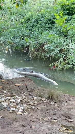 🐊croc draging python🐍