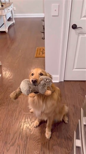 10K views · 467 reactions | My dog is my shadow  Cre: aguyandagoldenn | Golden Retriever Overload | Facebook