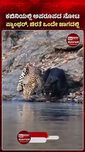 Rare Moment: Black Panther and Leopard Seen Together | Nature’s Amazing Scene