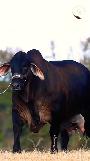 THE QUEEN OF BLACK BRAHMAN 🥰 | BRAHMAN BREED | S4SIDDIQUE #shorts #ytshorts #brahman #cow