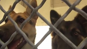 131 reactions · 388 shares | These gorgeous sisters are so beautiful...