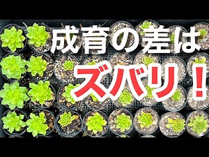 【多肉植物】日光をあてる時間帯で成長に驚きの差が出た！日に当てて健康な苗作りを ＃多肉＃多肉植物＃多肉の育て方