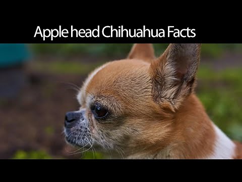 Apple Head Chihuahua Facts [2020]