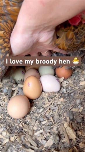 She’s working on her first batch of chicks 💗🐣 | Luna Farm #hatchingchickeneggs #chickenfarming