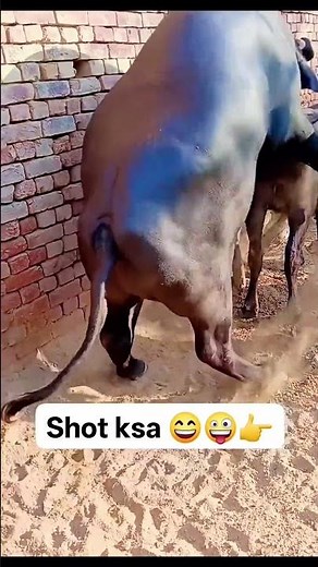 🐃 Massive Buffalo Breeding Season#BuffaloBreeding #AnimalBreeding #BuffaloFarm #LivestockFarming