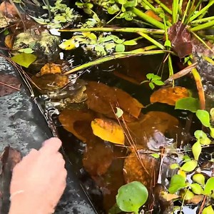 275K views · 4.1K reactions | Albino ALIEN FISH Found LIVING in the WILD! | Bass Fishing Productions | Facebook