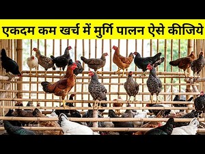 How to do poultry farming at very low cost (Murgi Palan, Desi Murgi Palan)