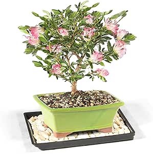 Brussel's Bonsai Live Dwarf Powder Puff Bonsai Tree - Medium, 5 Year, 6 to 10 Inches Tall - Indoor Bonsai Tree Live with Bonsai Pot and Bonsai Tray