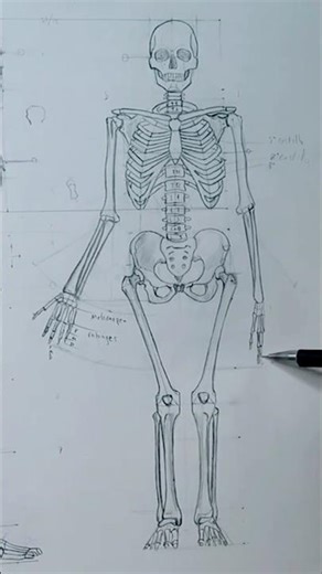 Human Skeletal System Diagram | Bones of the Body Explained