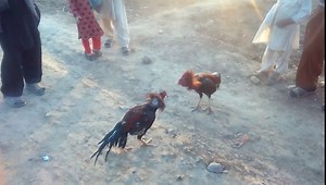Aseel Murgha fight in Kohat 2018