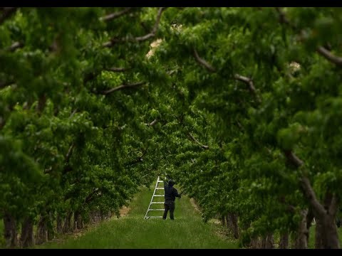 Colorado bill increases farm workers' hour requirement for overtime pay