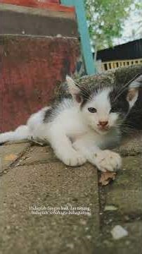 #cat #matercat #imut #kucing #cute #kucinglucu
