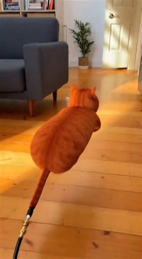 I think I broke my cat... 🎈😳 (Wait for it)