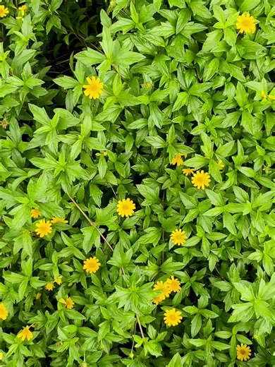 Identifying Different Flower Types: A Simple Guide