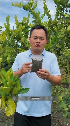 Japan's Secret Way to Grow Lemon Trees! 🌱 😳 #shortsvideo