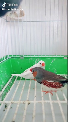 Zebra Finch Mating Call Video