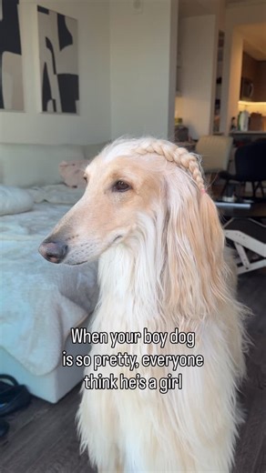 Big Bird The Afghan Hound on Instagram: "Braiding my boy dog’s hair because he gets mistaken as a girl anyway💅🏼💕 #afghanhound #afghanhoundsofinstagram #afghanhounds"