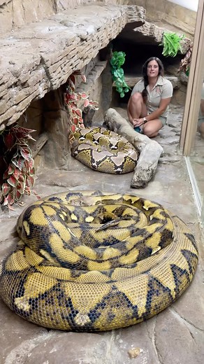 The Reptile Zoo | Wow! These reticulated pythons never cease to amaze me. They can reach up to 22 feet, with the longest one ever recorded in 33 feet long!... | Instagram