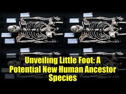 Unveiling Little Foot: A Potential New Human Ancestor Species