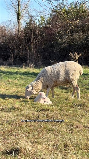 J’ai eu la chance d’assister aux premières heures de vie d’un agneau 🫣✨ #animaux#nature#beaute