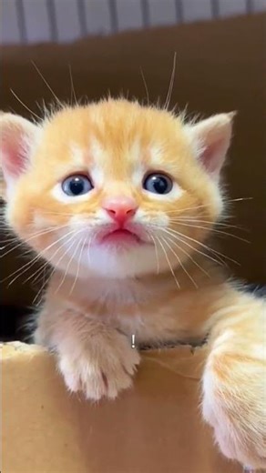 compilation of cats sounds #cats #sounds