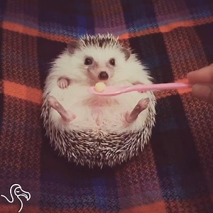 This hedgehog is the daintiest little apple eater in the world! | The Dodo
