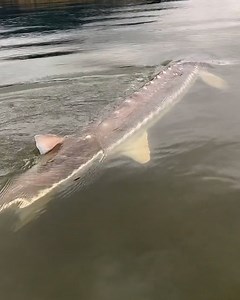 That is an abolsute monster! 😯 😯 | LADbible Australia