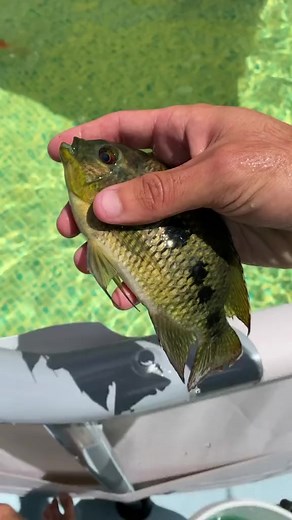 Nasty Fish! | RAWWFishing